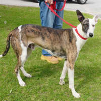 Photo of Atlas