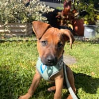 Photo of Elphie