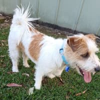 Photo of Dex   14 Month Old Jack Russell (Trial)