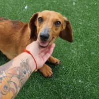 Photo of Dorothy Imp 2569