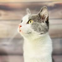 Photo of Lilly   Located In Brunswick East