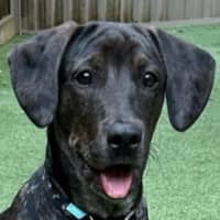 Photo of Charlotte 🌺 13 Month Old, Koolie X Labrador 