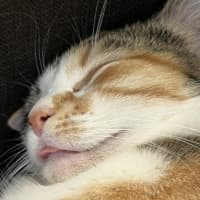Photo of Suki
