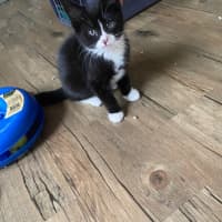 Photo of Cinderella Meet Me At Pet Stock Chelsea