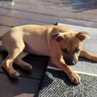 Photo of Rocco