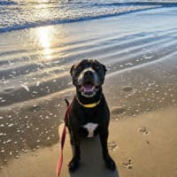 Photo of Ace