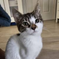 Photo of Willow *9 Lives Project Rescue*