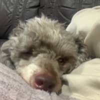 Photo of Trip   6 Year Old Miniature Poodle