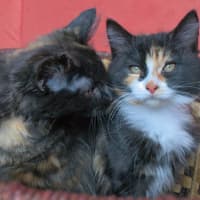 Photo of Ella & Nina 🌷🌷