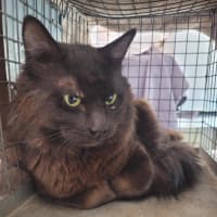 Photo of Richard  The Lionheart