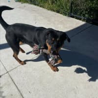 Photo of Scooter Imp 1371