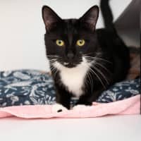 Photo of Sage