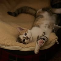 Photo of Gizmo
