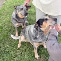 Photo of Gypsy And Max