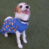 Photo of Tigger