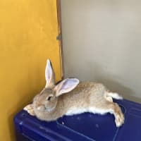 Photo of Cookie