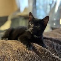 Photo of Purrlock Holmes