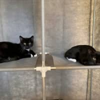 Photo of Betty ** 2nd Chance Cat Rescue**