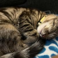 Photo of Naia   In Foster Care In Pakenham