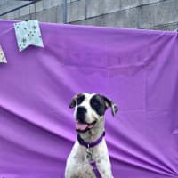 Photo of Rosie