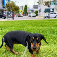 Photo of Eleanor   4 Year Old Dachshund