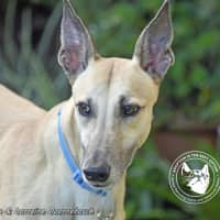 Photo of Marmalade (Harra's Marmalade)