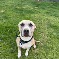 Photo of Tula   3 Year Old Staffy X