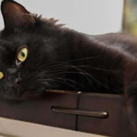 Photo of Salem