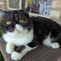 Photo of Penny