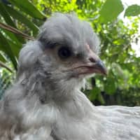 Photo of Flossie The Rooster