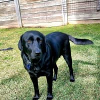 Photo of Willow   4 Year Old Labrador