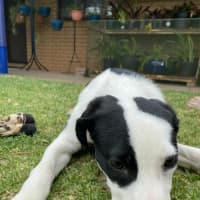 Photo of Gypsy