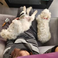 Photo of Ziggy And Mali