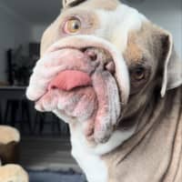 Photo of Charlie   5 Year Old British Bulldog (Trial)