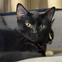Photo of 13981   Pepper