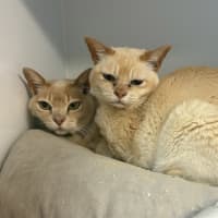 Photo of Honey (Bonded With Buddy)
