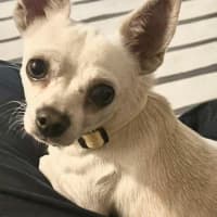 Photo of Dobby   3 Year Old Chihuahua