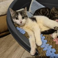 Photo of Rafael Nadal **2nd Chance Cat Rescue**