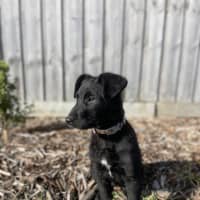 Photo of Kodi