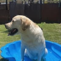 Photo of Bob   10 Month Old Labrador