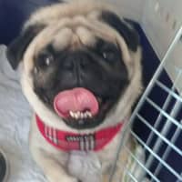 Photo of Romeo