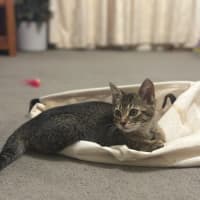 Photo of Muffin