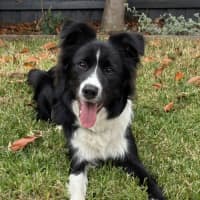 Photo of Nova