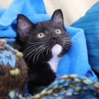 Photo of Momo
