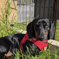 Photo of Johnny   1 Year Old Dachshund