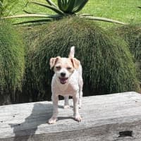 Photo of Polly