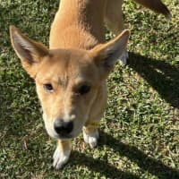 Photo of Shadow