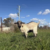 Photo of Rescued Goats
