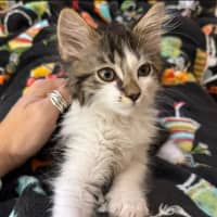 Photo of Mario**2nd Chance Cat Rescue**