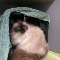Photo of Chanelle